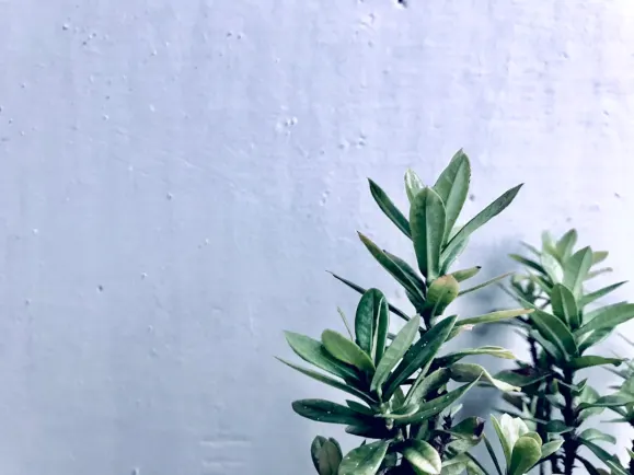 HippoZino Casino Assistance